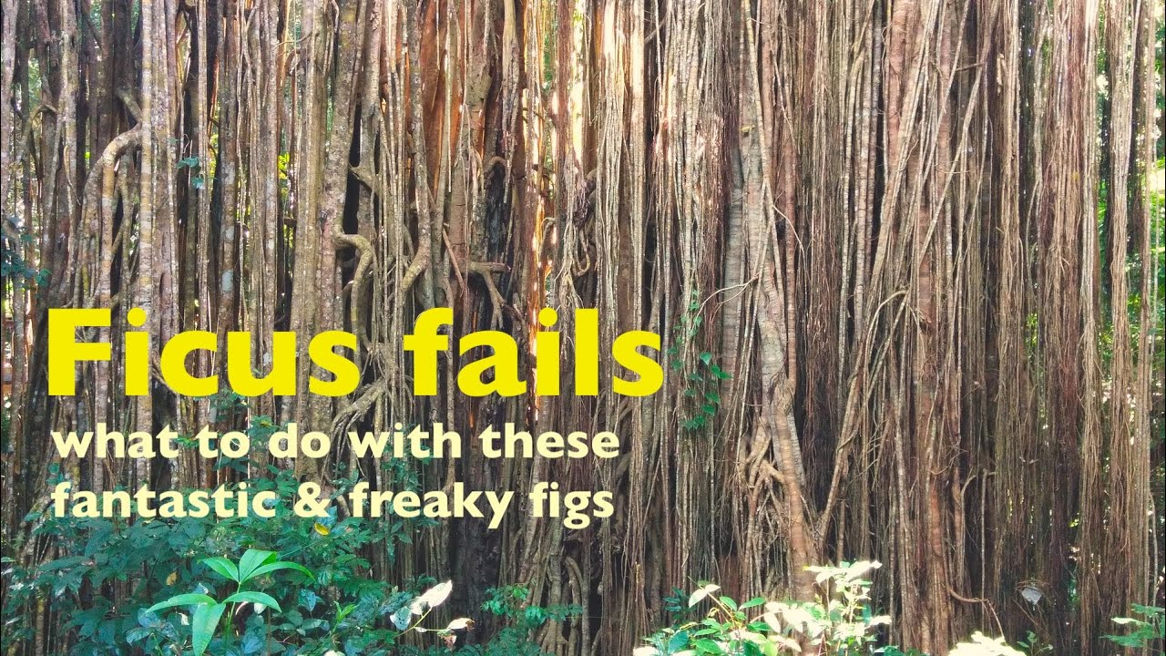 Freaking fantastical figs & how to deal with stranglers
