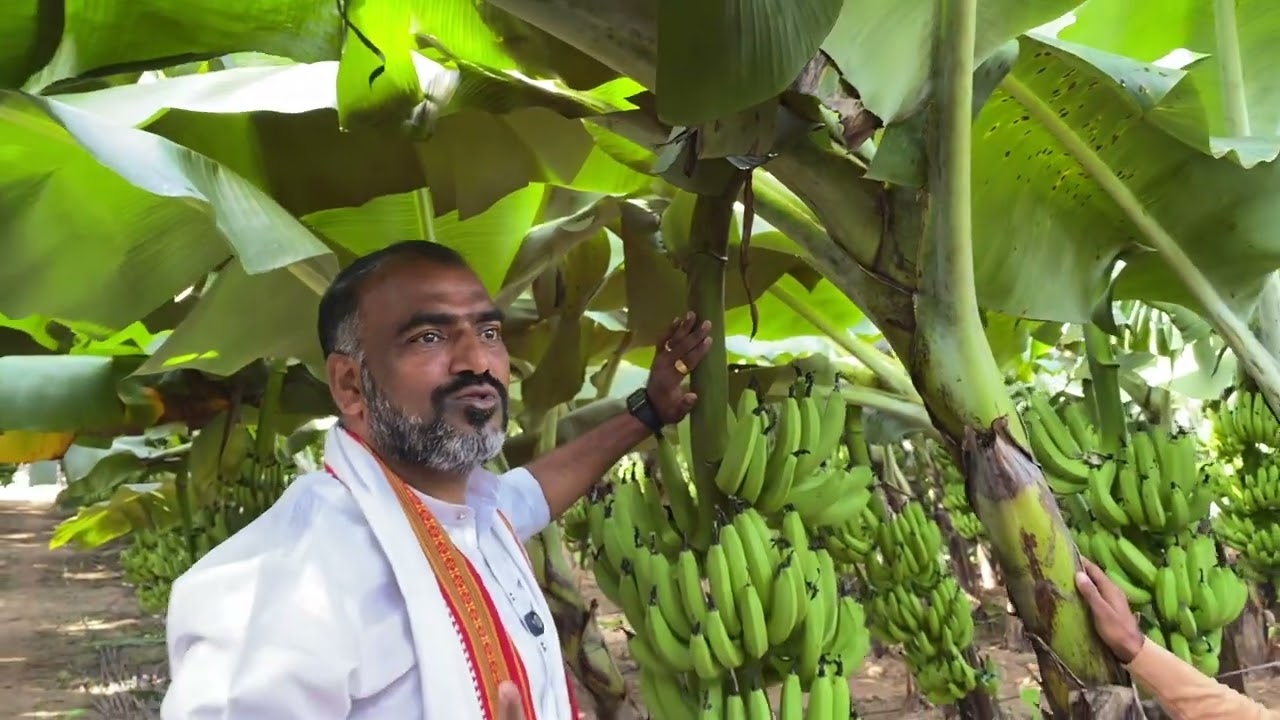 SCTवैदीक केळी व केमिकल केळी जळगाव जिल्ह्यात  आमनेसामने॥शेत एक॥व्हरायटी एक॥लागवड सोबत पण रिझल्ट वेगळा
