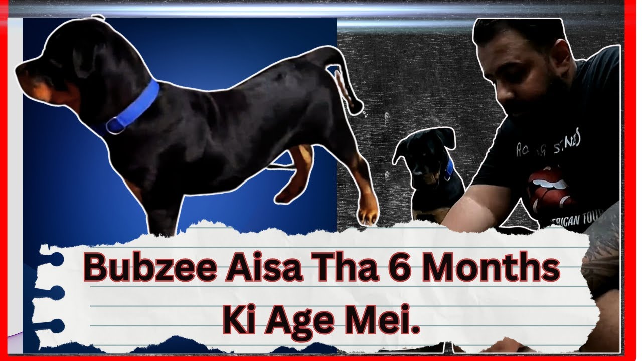 Bubzee Aisa Kyu Bangaya. Story Of Bubzee 3 Years Back, How He Was ?