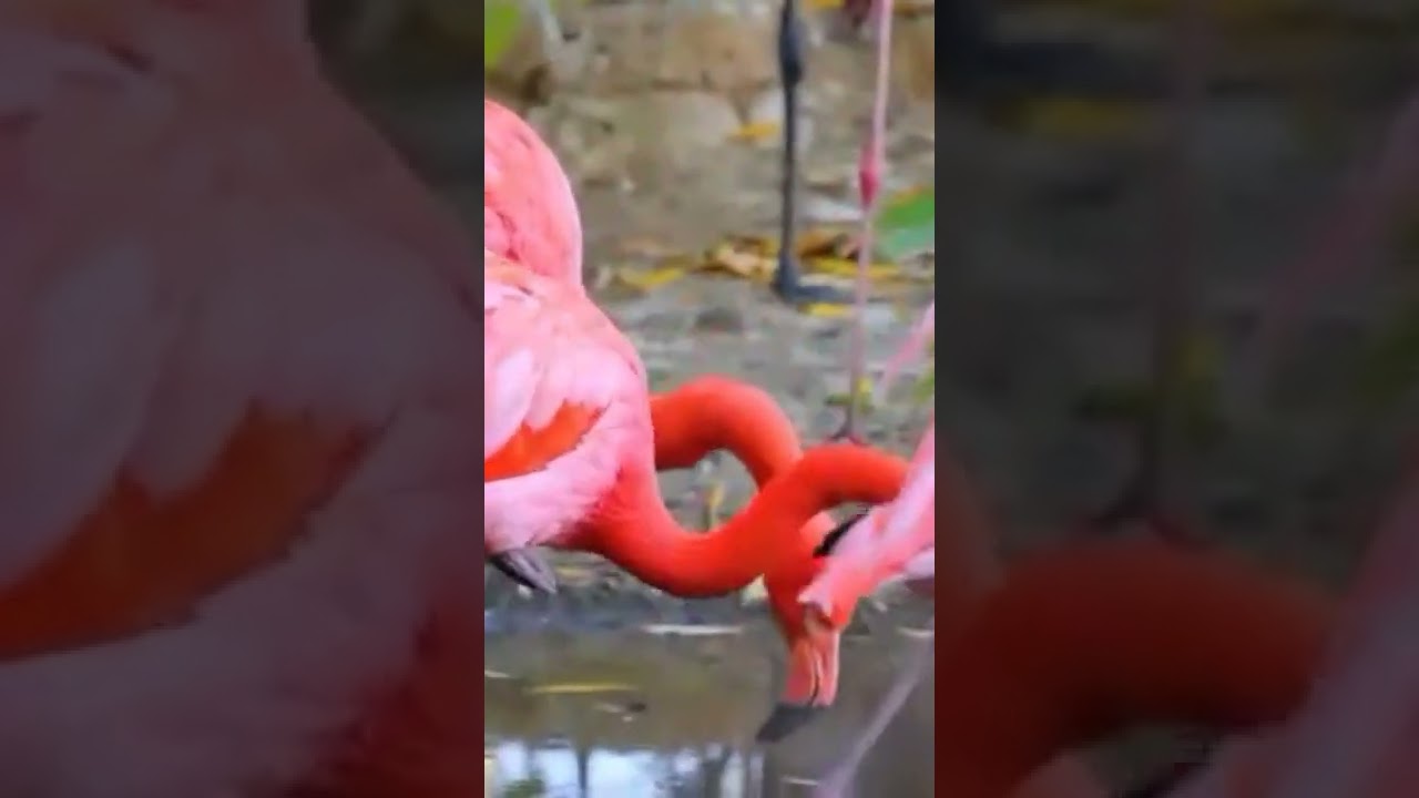 Розовый фламинго #funnybirds #cutevideos#смешные птицы#shorts