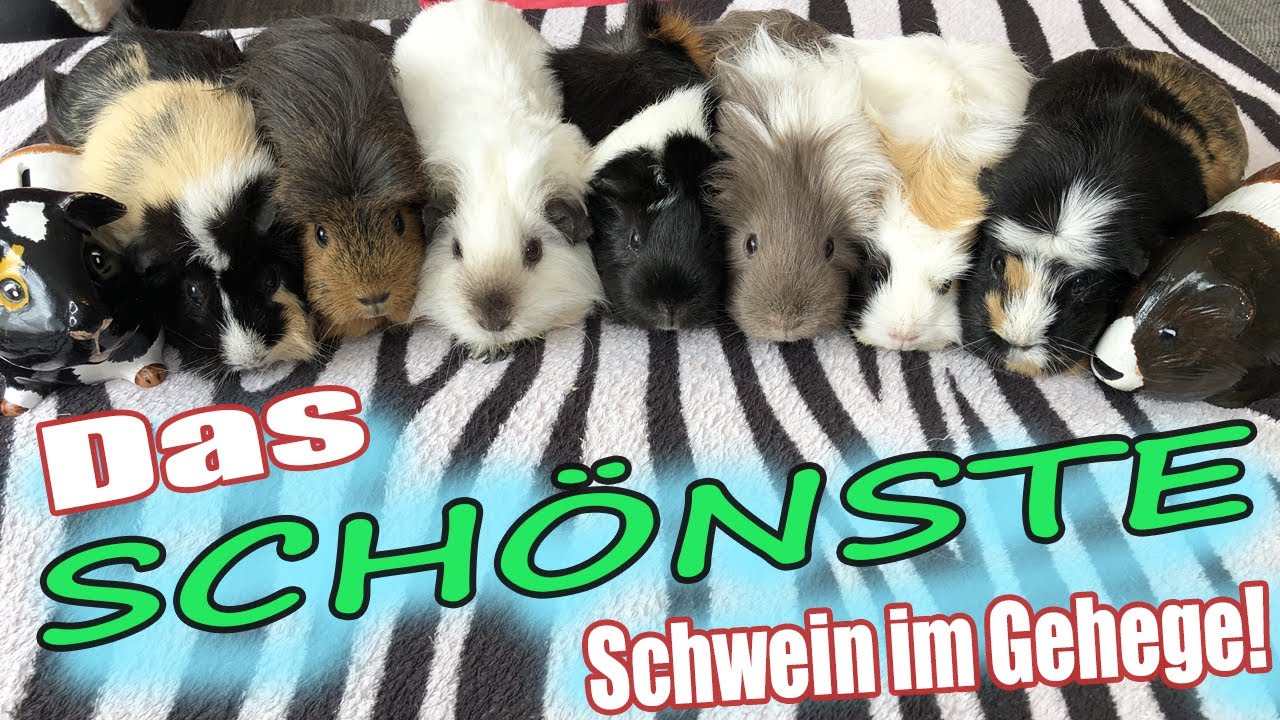 Wähle das SCHÖNSTE Meerschweinchen im Gehege! | Die Meeries