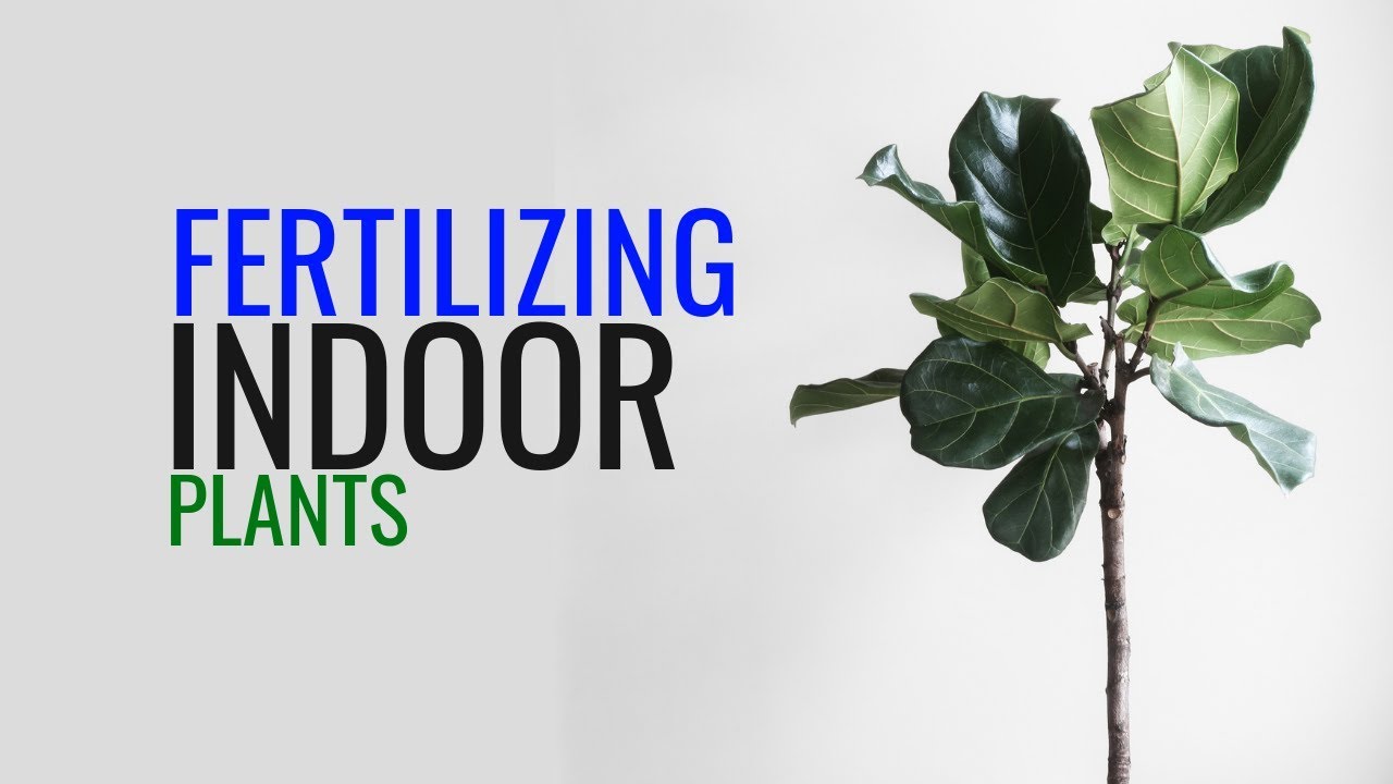 Guide: Fertilizing Indoor Plants