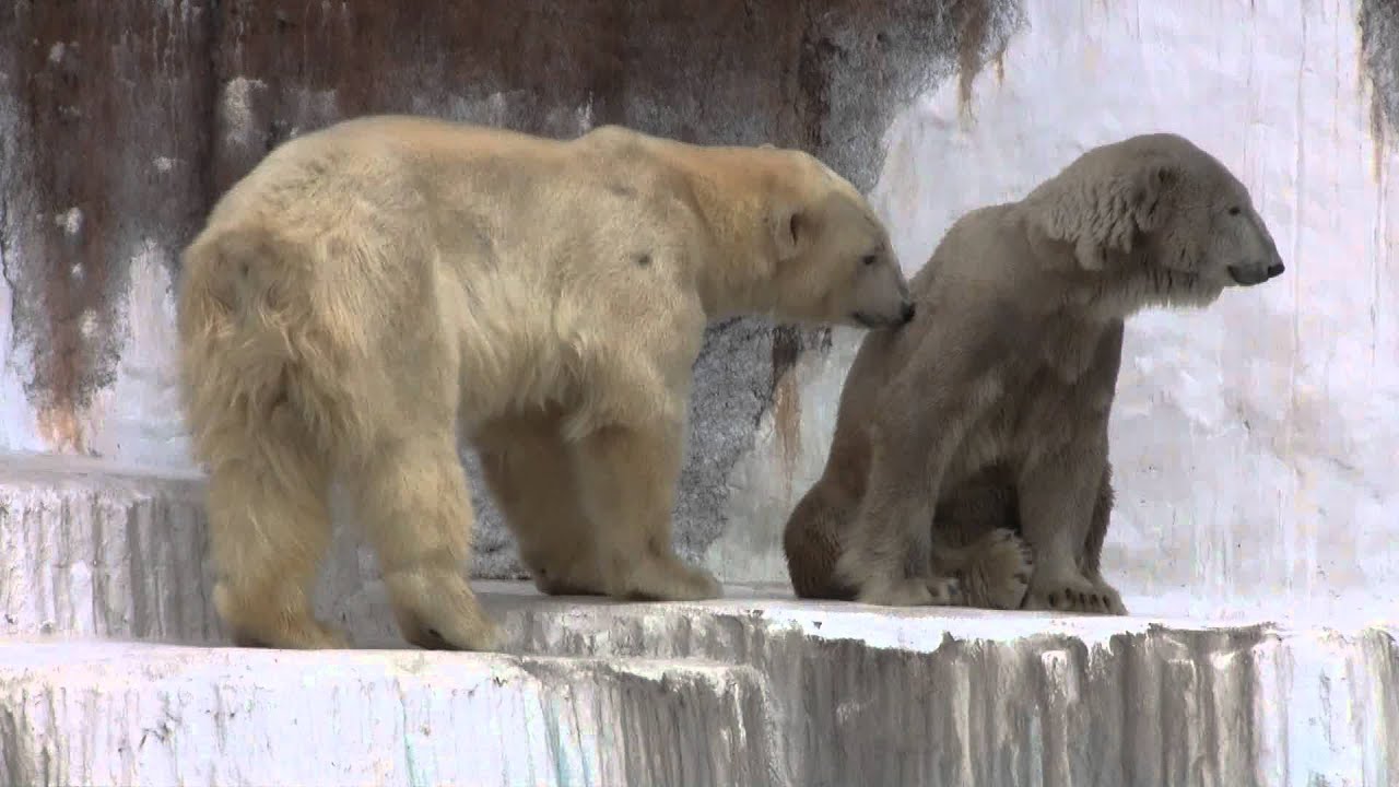 ホッキョクグマのゴーゴ君とバフィンさん初顔合わせ。モモ誕生の道のりはここから始まった！！