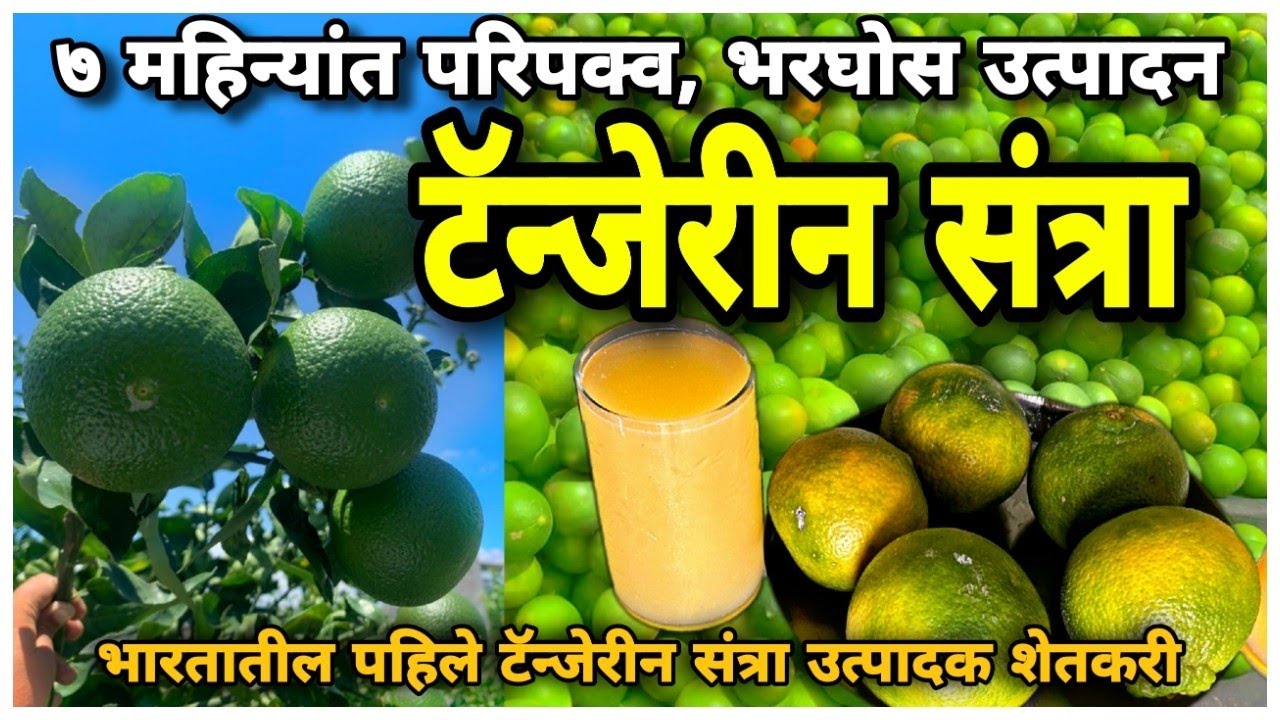 टॅन्जेरीन संत्रा 🍊 शेतकऱ्यांसाठी वरदान, लागवड ते विक्री संपूर्ण मार्गदर्शन  Tangerine Orange farming