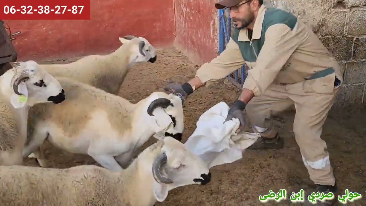 حياة الكساب اليومية أزيد من 5 سعات ديال العمل كل صباح من أجل أحسن المنتوج فرجة ممتعة ودمثم عاشقين ❤️