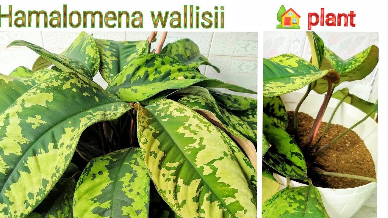 How to grow Homalonema wallisii House plant