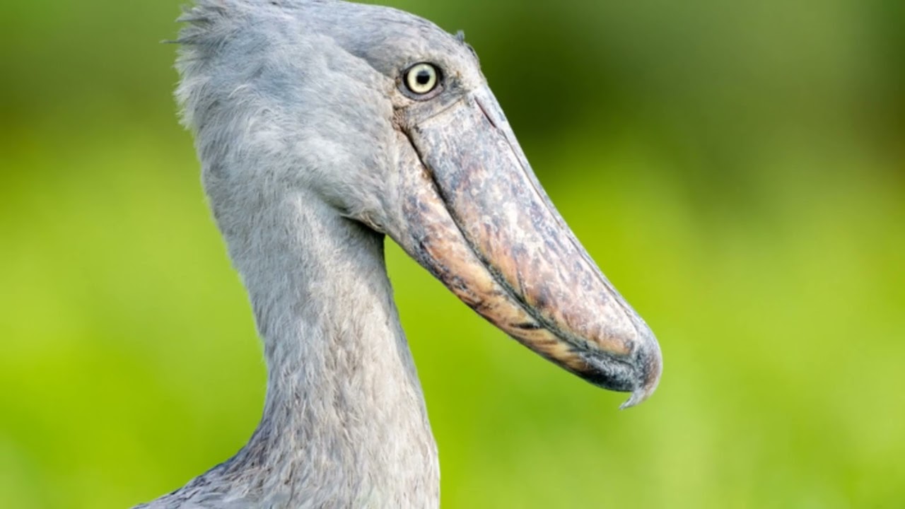 The Shoebill: A Majestic and Mysterious Bird of the African Wetlands