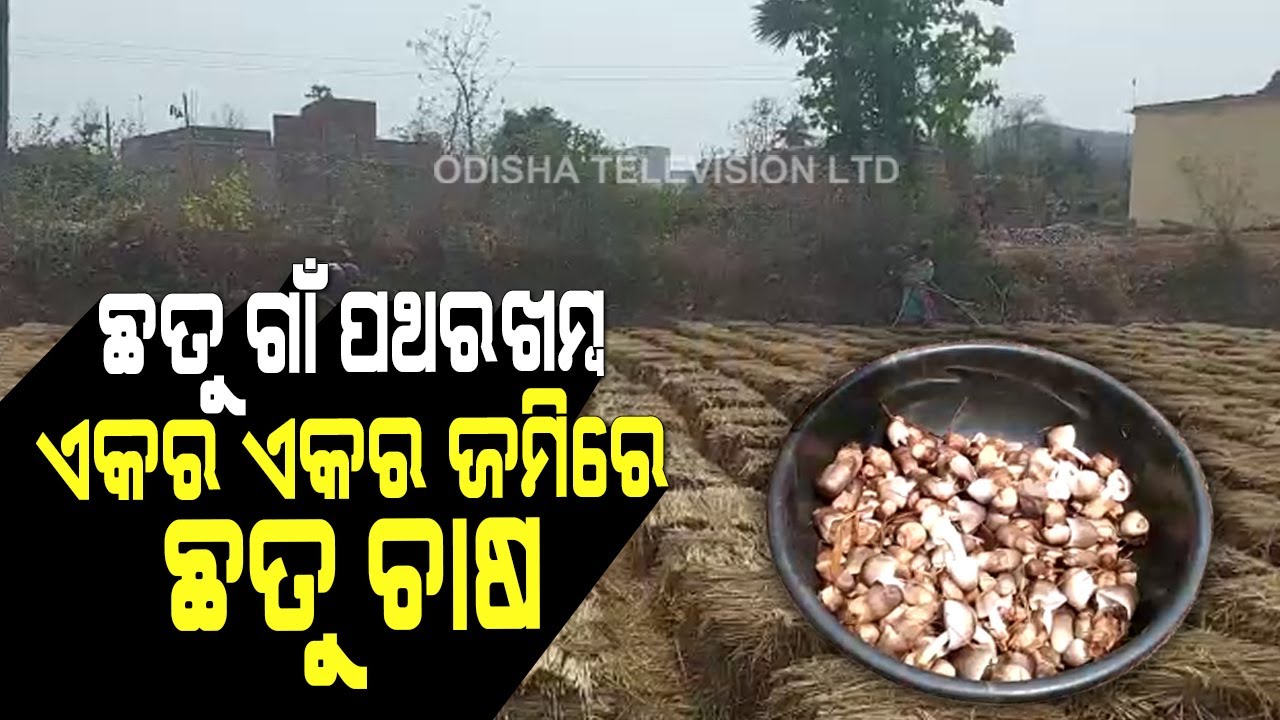 Special Story | A Village In Dhenkanal Sets Self Sustainance Example By Mushroom Cultivation