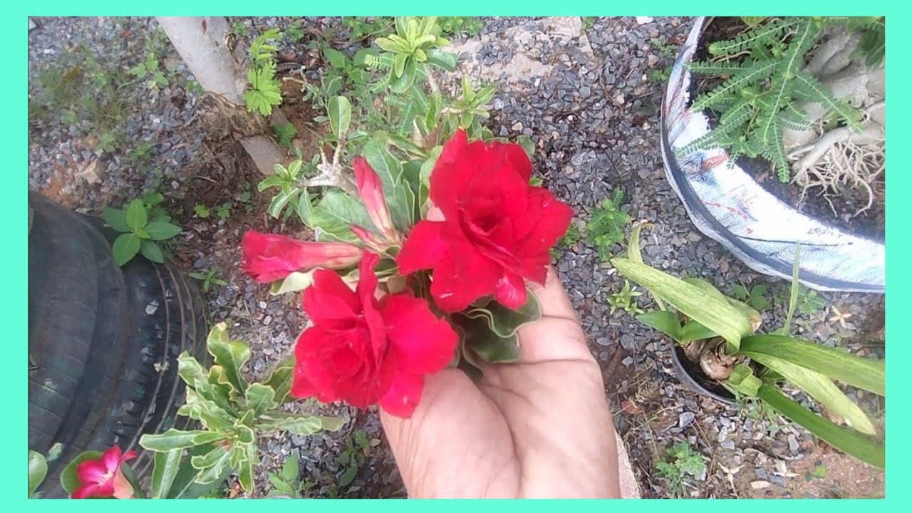 E É ASSIM QUE ESTÃO AS MINHAS ROSAS COM POUCAS FLORES E AS FOLHAS LINDAS