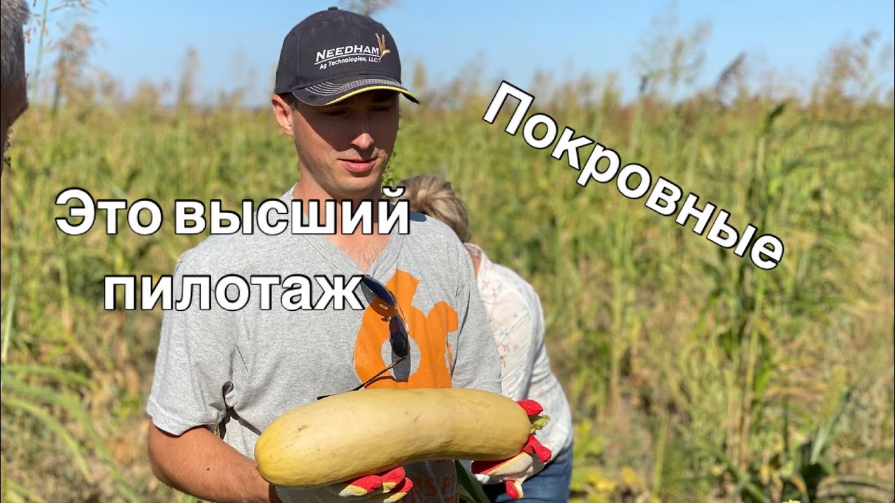 Покровные культуры у @АлексеяПерепелицы #notill