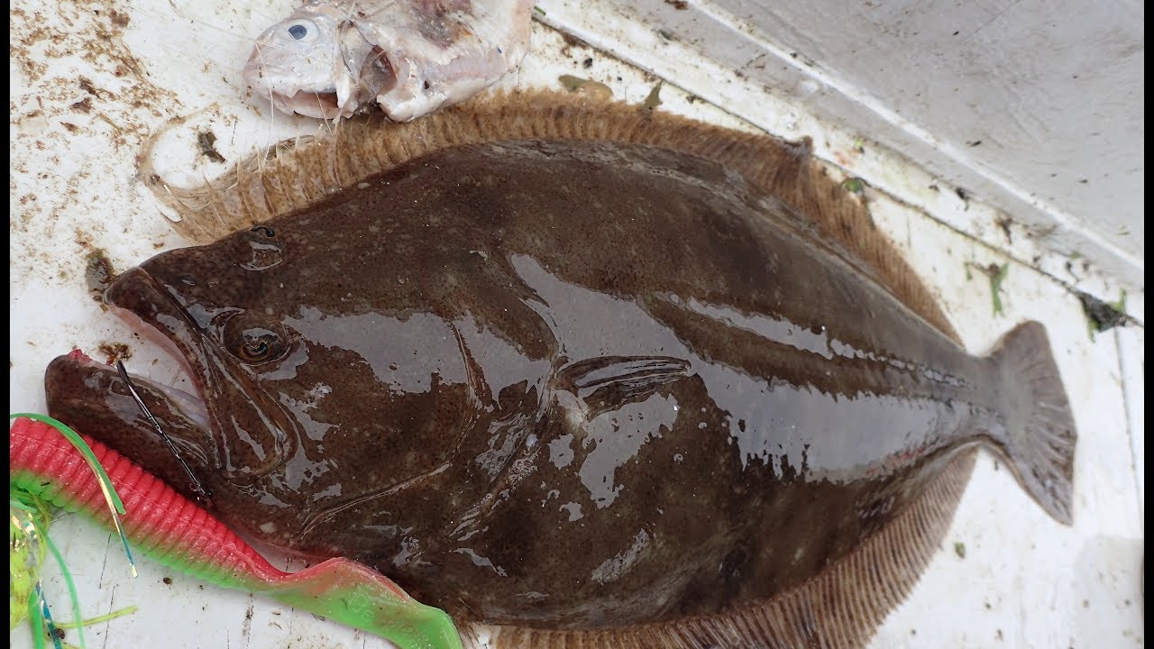 Large Gulp for Big Summer Flounder (Fluke)