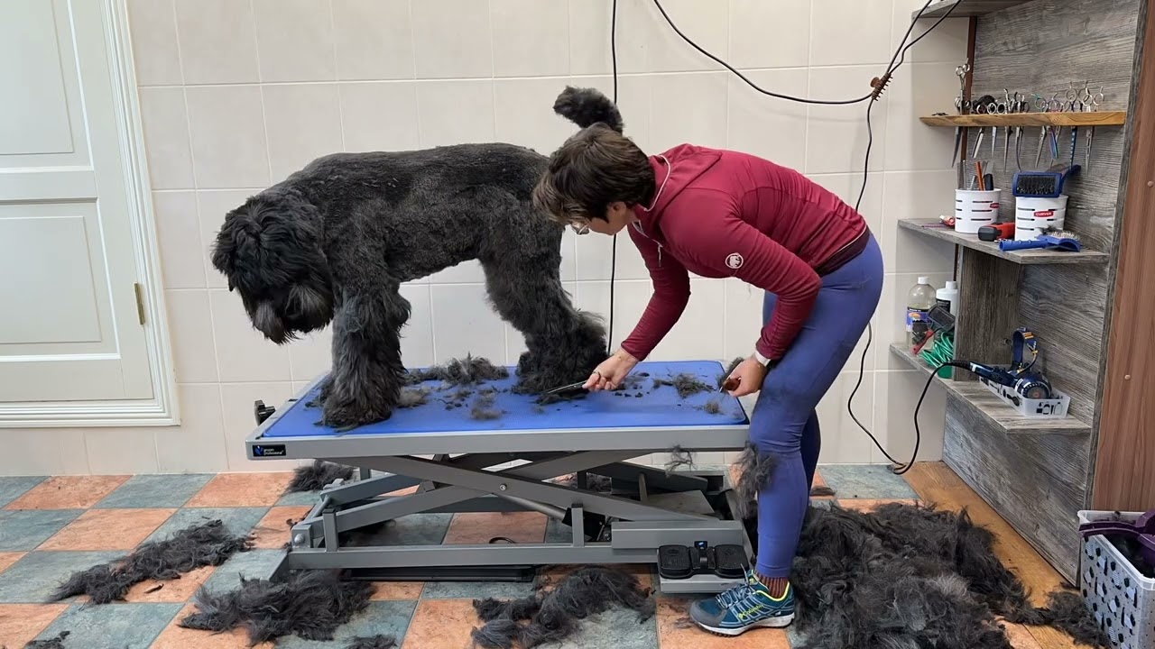 Black Terrier short grooming. @Zanete.eihmane