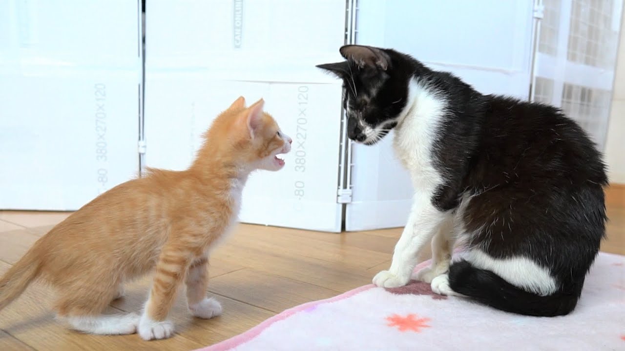 【生後35日】ついに先輩猫と子猫が初対面しました！挨拶から打ち解けるまで～【保護子猫】