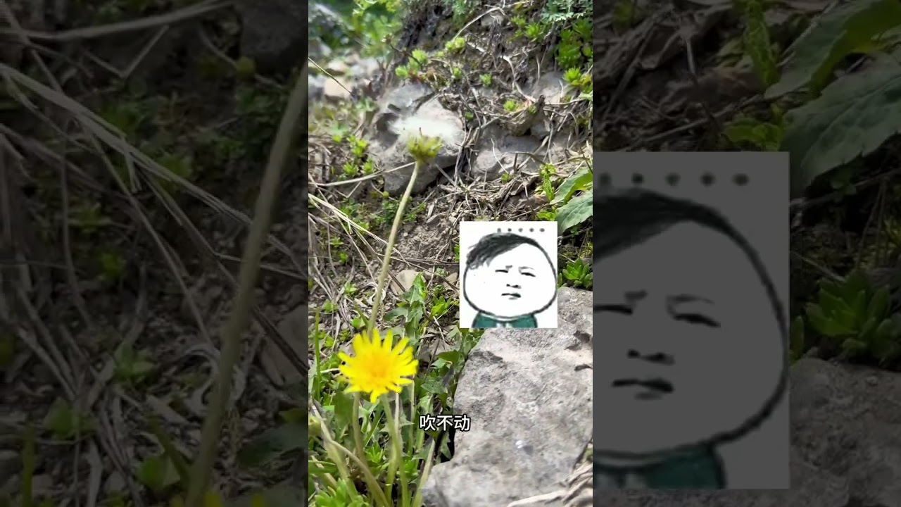 Free Meals in the Mountains: A Daily Adventure Captured on Camera