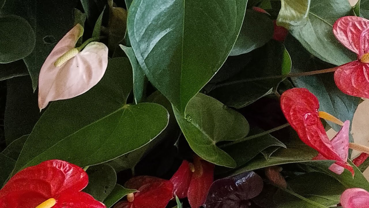 ඕනම මල් එක්ක මව් ශාක පහක් පන්දාහට#0772106907 