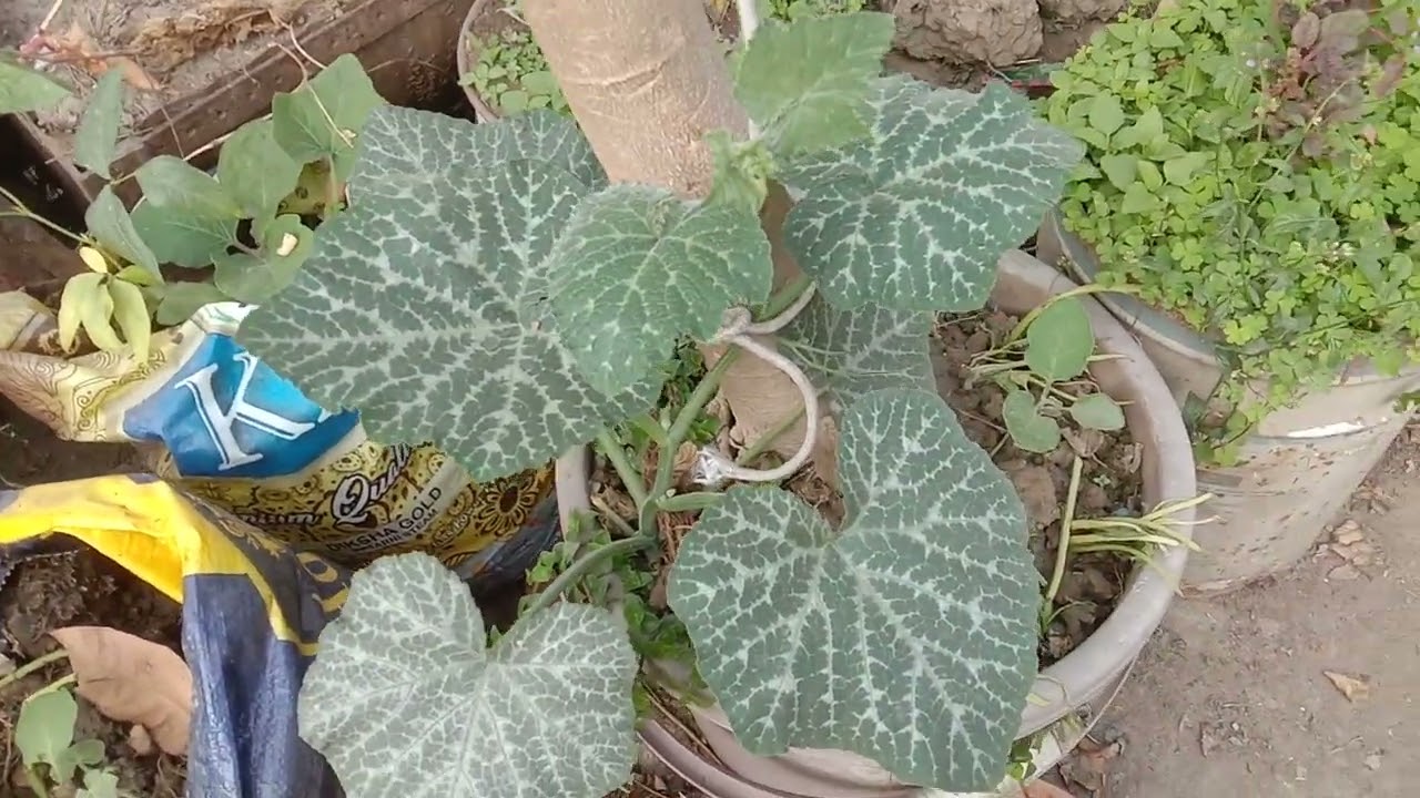 ছাদ বাগানের নতুন দরজা তৈরী ও গাছপালার যত্ন।