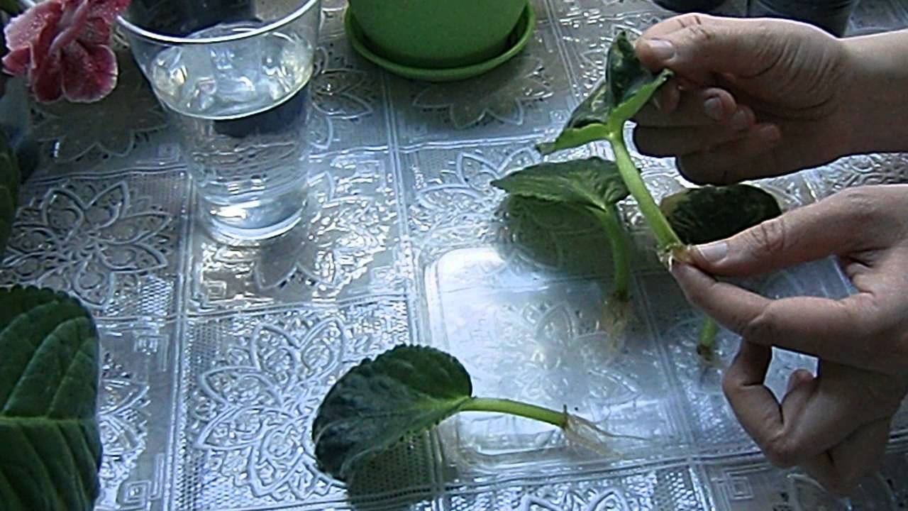 Фиалка из листа. Листочки дали маленькие детки 🌱