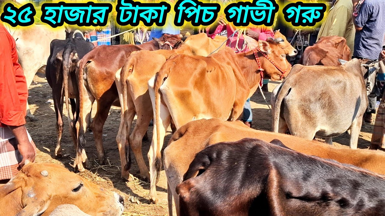 ১৫/১২/২৫/ রানিগঞ্জ গরুর হাট থেকে ২৫-৩৫ হাজার টাকায় হাড্ডিসার গাভী গরুর কালেকশন দেখুন  haddisar gorur