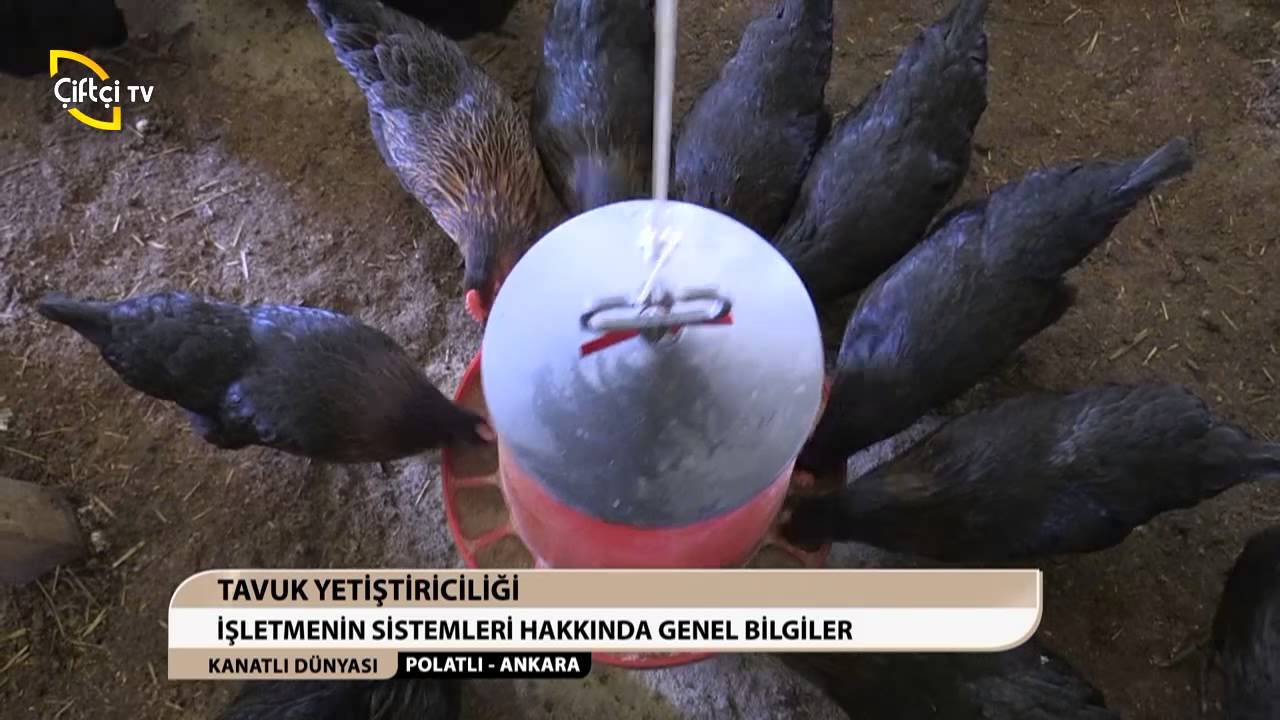 KANATLI DÜNYASI/POLATLI-ANKARA/TAVUK YETİŞTİRİCİLİĞİ