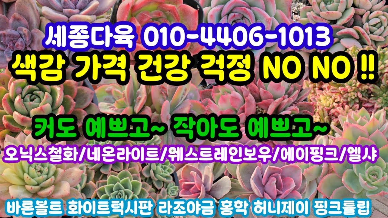 #다육이쇼핑 #세종다육 010-4406-1013 (26.1.5) 색감 가격 수형 건강 걱정 NO NO!!🌸내맘에 쏙 들거에요~🤗