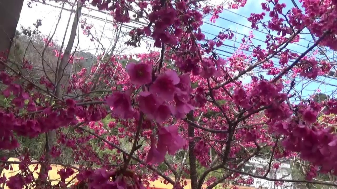 台灣四處趴趴走 嘉義奮起湖賞櫻、桃、李花一日遊