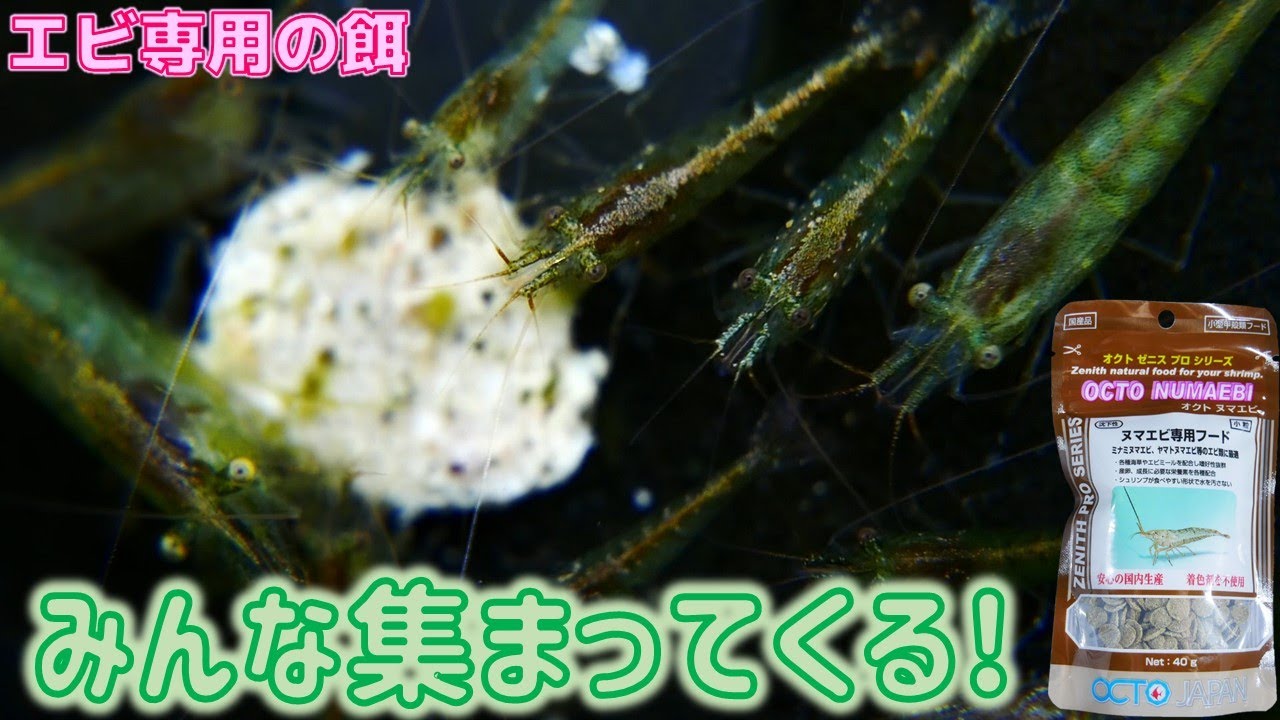【餌】ヌマエビの大好物を中心に配合したから、植物性原料なのによく食べてくれる健康食。オクトジャパン オクトヌマエビ【ふぶきテトラ】