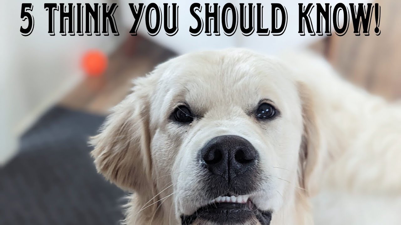 What Are The TOP 5 Things You Should Know About Golden Retrievers Before You Get A Golden Retriever