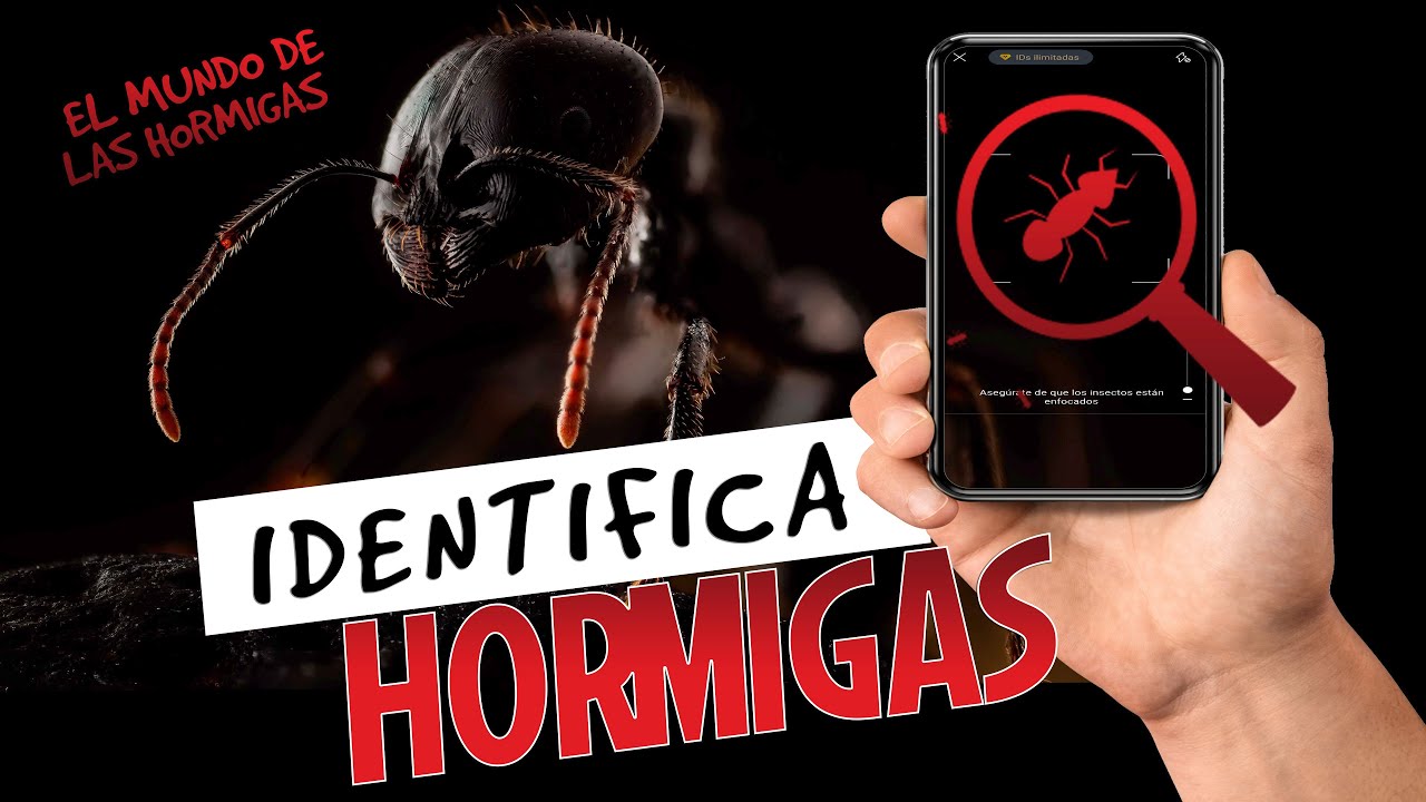 Pero qué hormiga es esta? | Identifica cualquier insecto o planta con tu movil 📱|