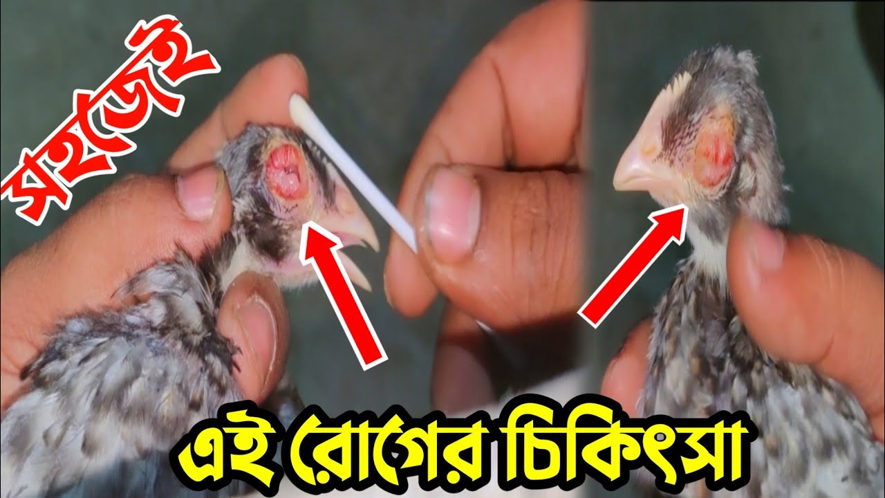 মুরগির বাচ্চার চোখে গুটি,চোখ ফুলে  যাওয়ার কারণ,চিকিৎসা-মুরগির বাচ্চা পালন পদ্ধতি-নূরের পোষা প্রাণী
