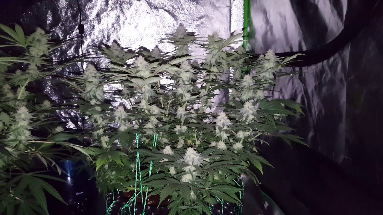 Led grow crown royal and green crack week 4