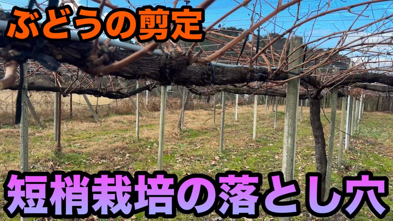 ぶどう短梢栽培のポイント〜初心者に導入させやすい栽培の落とし穴〜2024-12-28