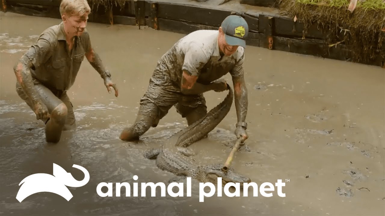 A complicada missão de capturar crocodilos na lama | A Família Irwin | Animal Planet Brasil