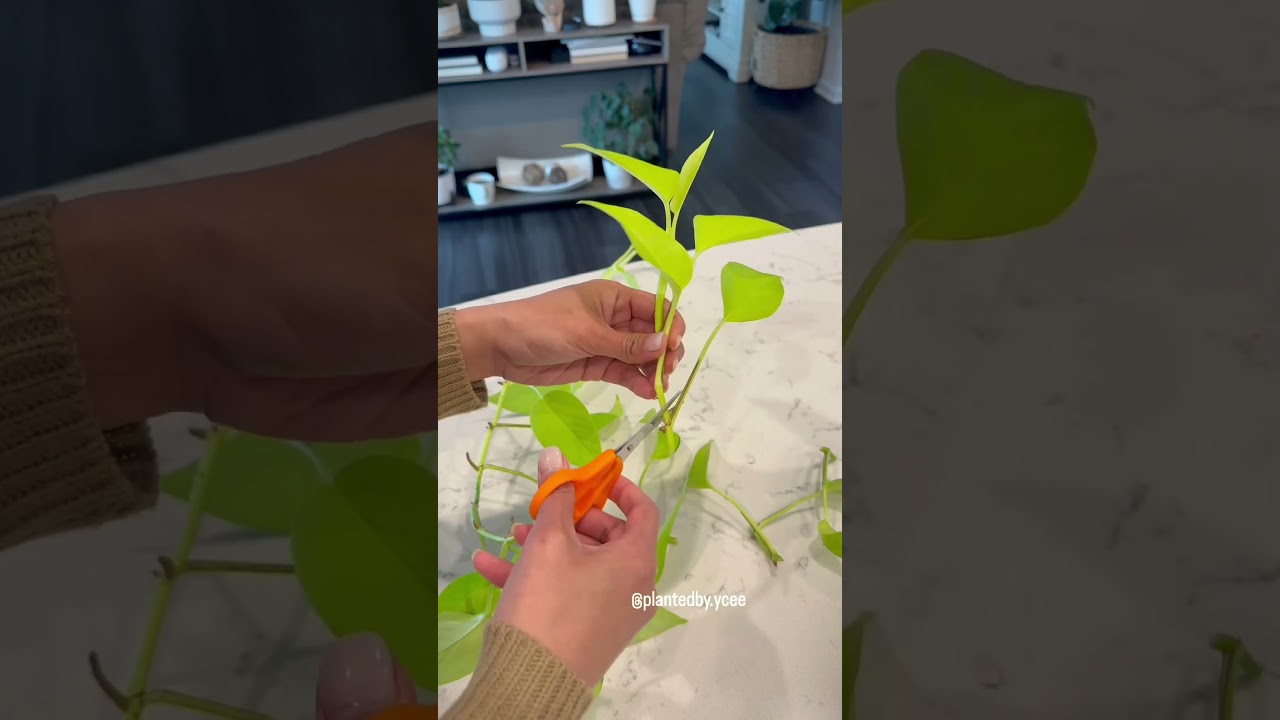 How To Propagate Neon Pothos  #plantparents #pothos #neonpothos  #propagation