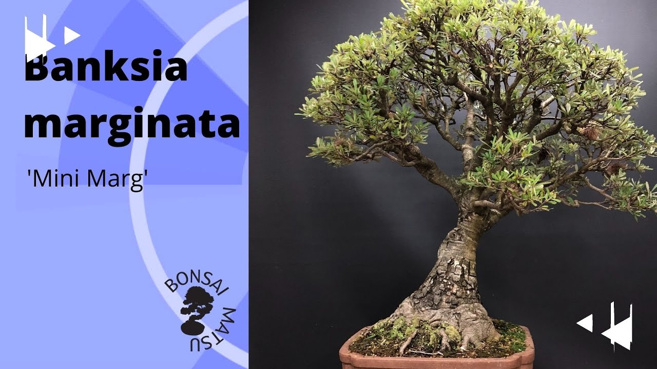Bonsai Progression Series - Banksia Marginata 'Mini Marg'