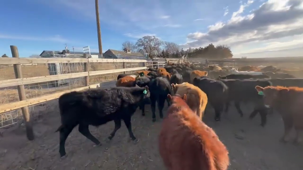 A day in the life of a Nebraska Ranch Hand