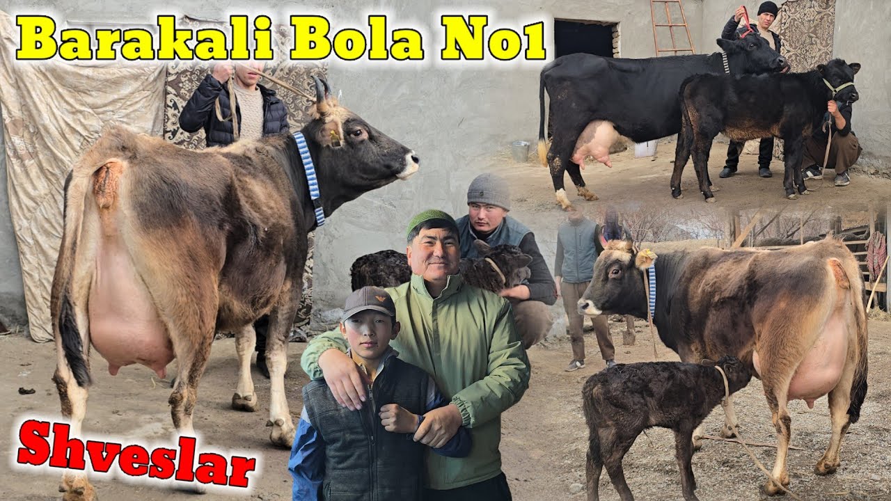 Barakali Bola Fermasi Tozza Shves va Ola Qora Sigirlarni Eng Zo'rlari Narxlar Sindi Vopshe Arzon 