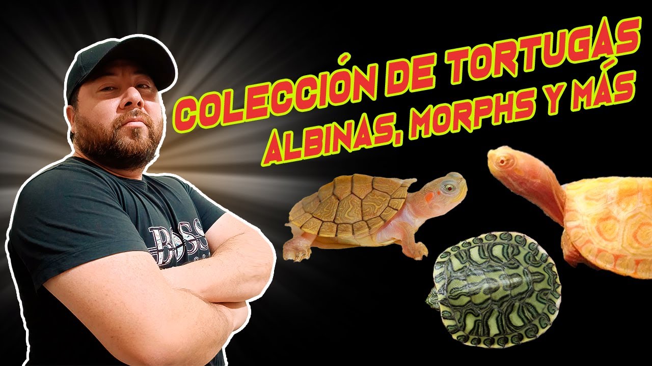 COLECCIÓN DE TORTUGAS ALBINAS Y FASES😱 - AURELIO
