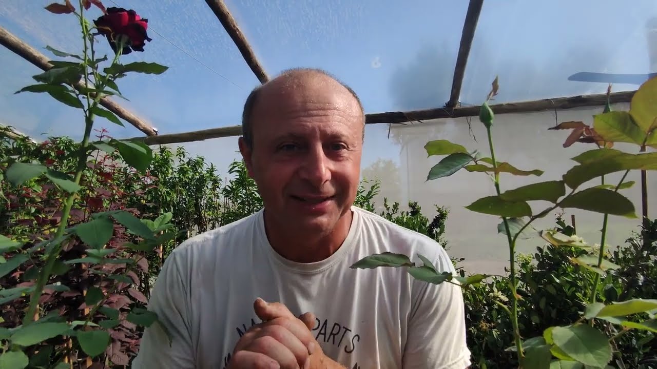 COMO ELEGIR UN ROSAL