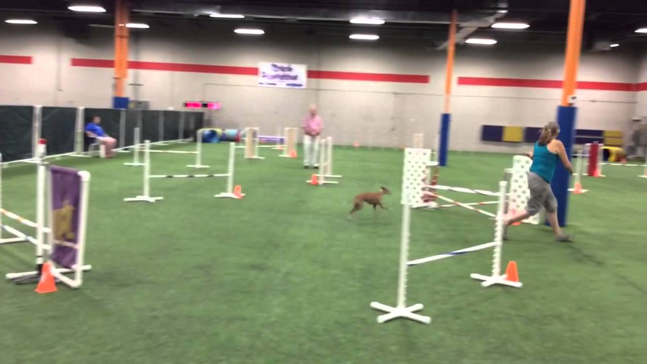 Italian greyhound agility