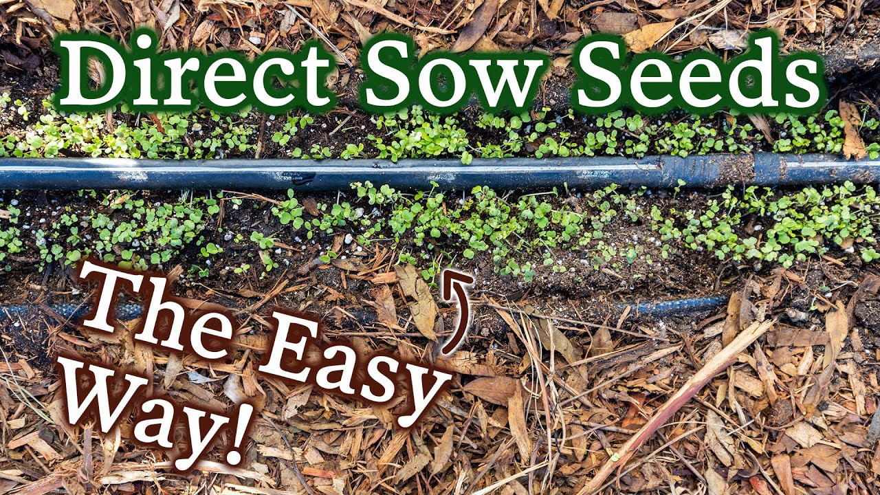Successfully Direct Sowing Seeds with 5 Simple Steps
