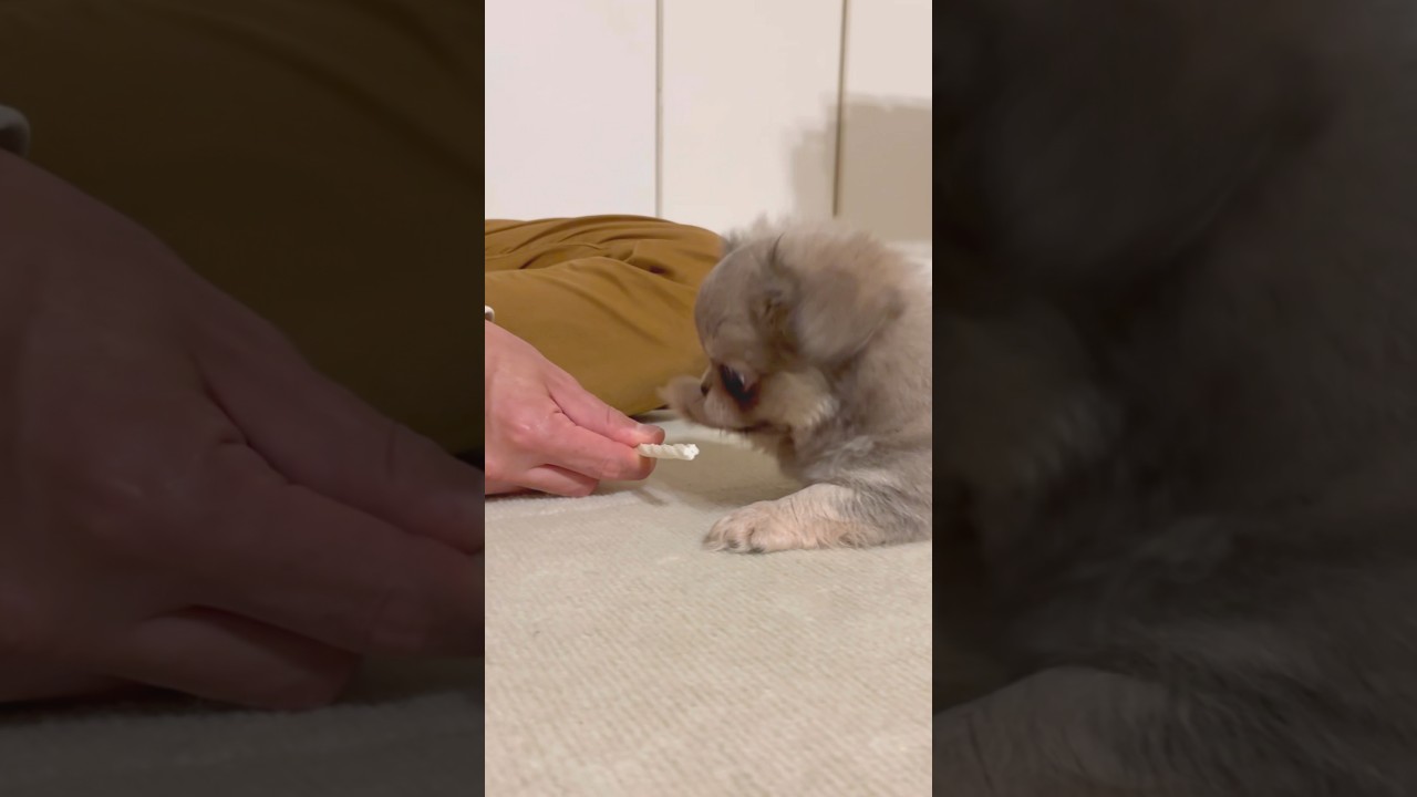 これなに！？こたつ初めての歯みがきガム      #ペキチワ,#チワペキ,#チワワ,#ペキニーズ,#子犬