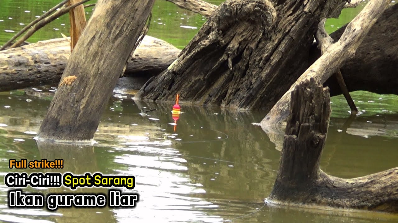 Percayalah!!! Mancing gurame Liar Di Sungai ini Bikin Pemancing Lupa Segalanya