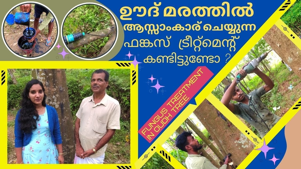 ഊദ് മരത്തിൽ എളുപ്പത്തിൽ ചെയ്യുന്ന ഫഗസ് ട്രീറ്റ്മെൻ്റ് | Oudh  Fungus Treatment | Oudh  Inoculation..