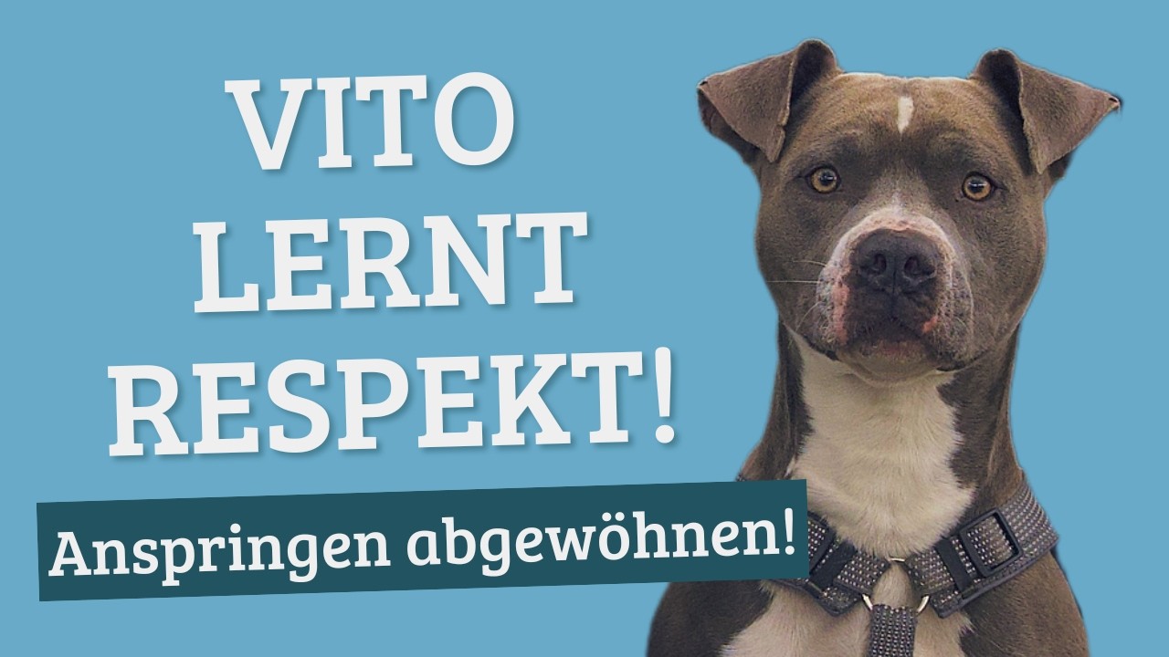 Anspringen abgewöhnen – 