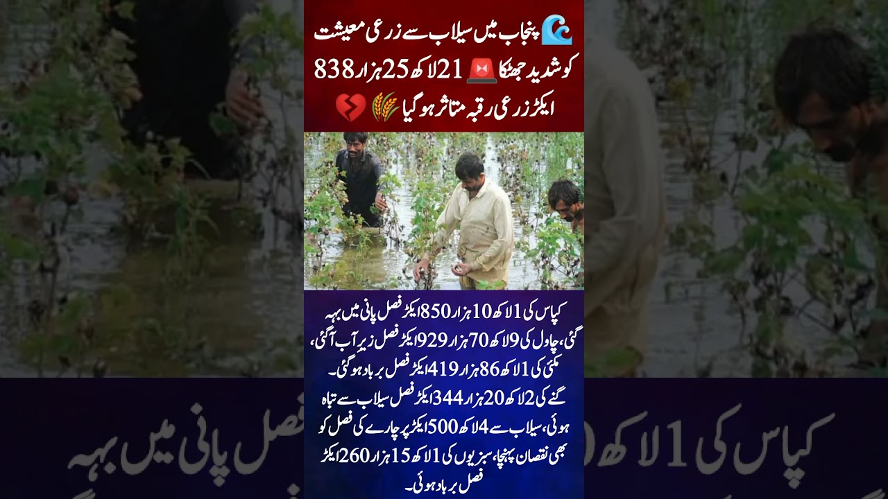 🚨 Agriculture Collapse in Punjab! 😢 Over 2 Million Acres of Crops Gone 🌾#shortsfeed #breakingnews
