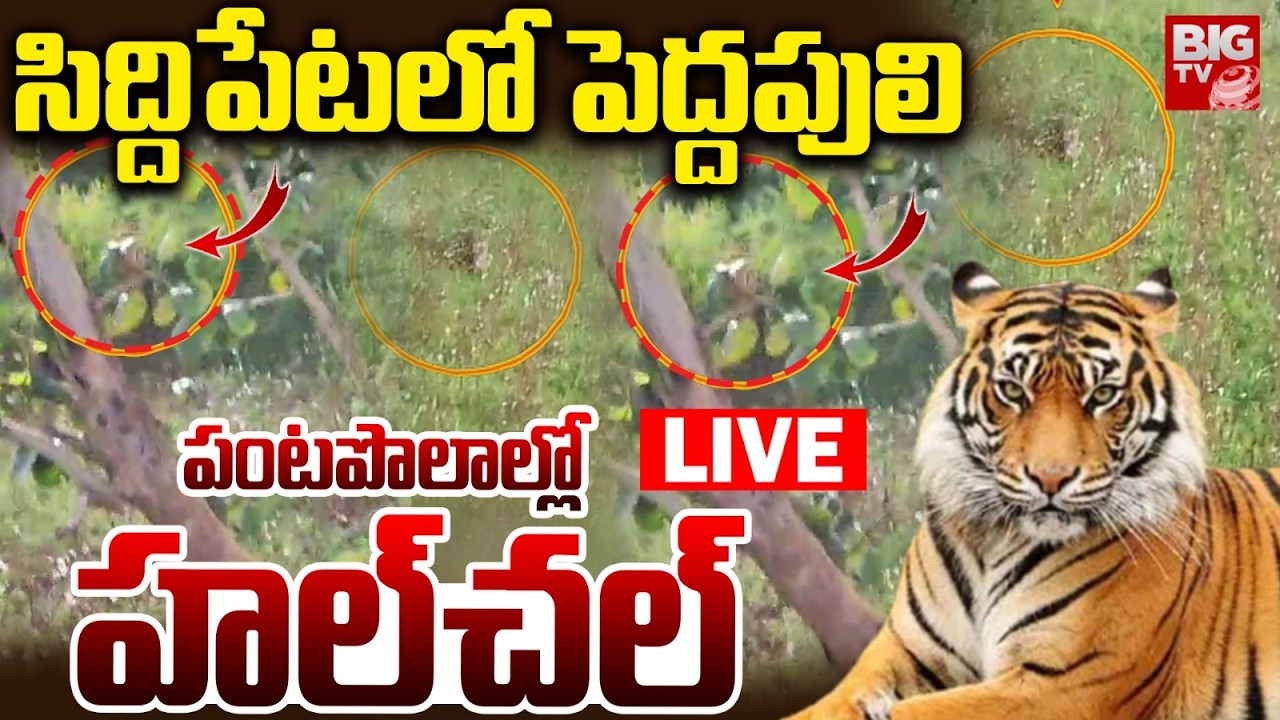 Tiger Hulchal In Siddipet District | Telangana | సిద్దిపేటలో పెద్దపులి | BIG TV
