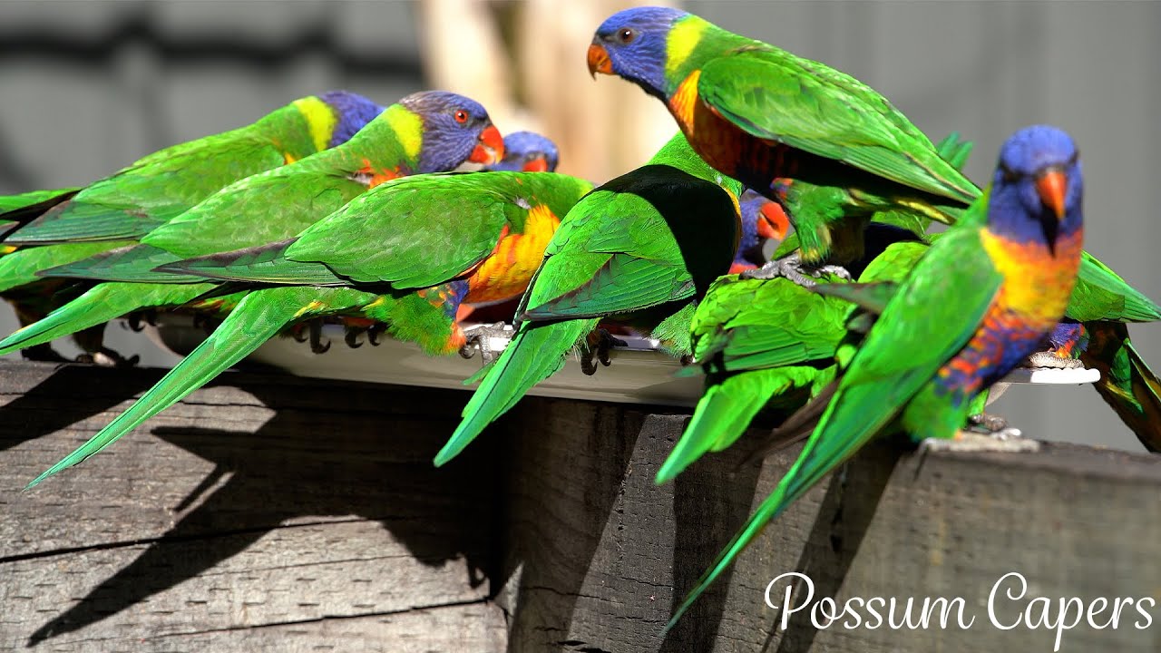 Lorikeet Capers