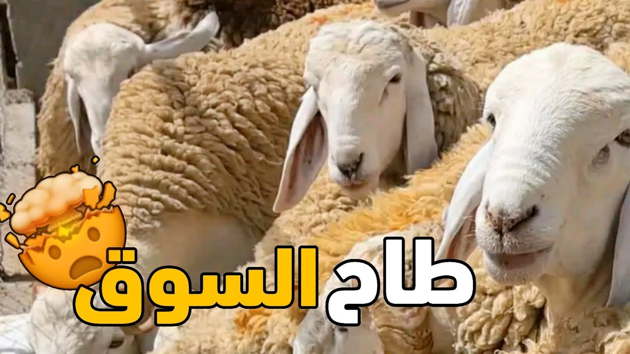 أسعار المواشي اليوم في الجزائر سوق الجلفة الخميس 12 فيفري 2026