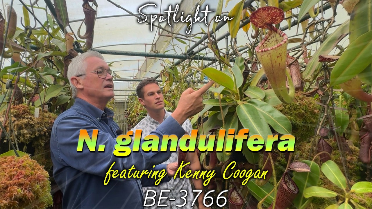 N. glandulifera: BE-3766 | Carnivorous Plant Spotlight - Featuring Kenny Coogan