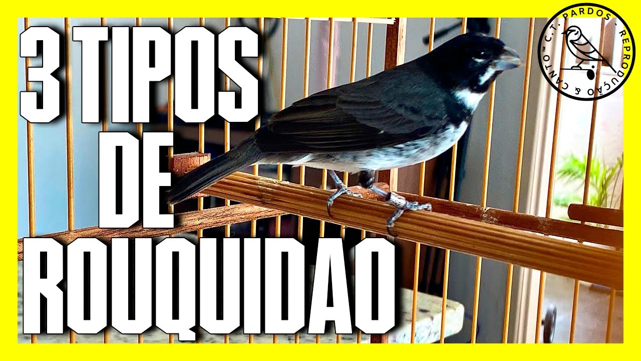 ROUQUIDÃO!!!